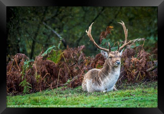 Majestic Brown Stag in the New Forest Framed Print by Paul Chambers