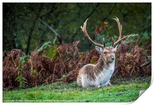 Majestic Brown Stag in the New Forest Print by Paul Chambers