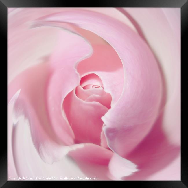 Delicate swirl of pink rose Framed Print by Sharon Lisa Clarke