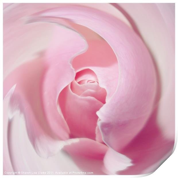 Delicate swirl of pink rose Print by Sharon Lisa Clarke