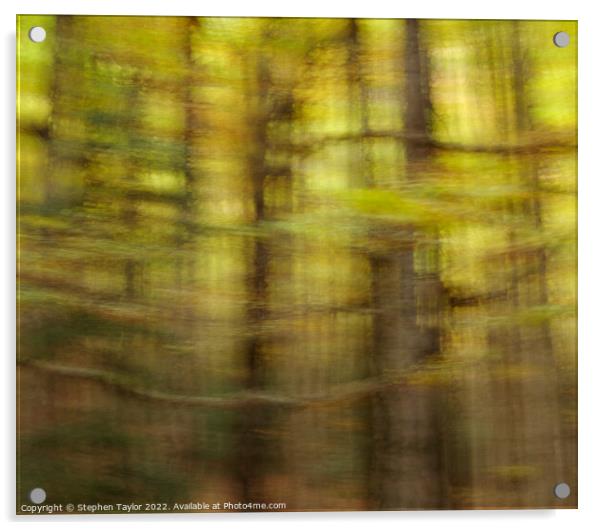 Valle de Ordesa Forest ICM Acrylic by Stephen Taylor