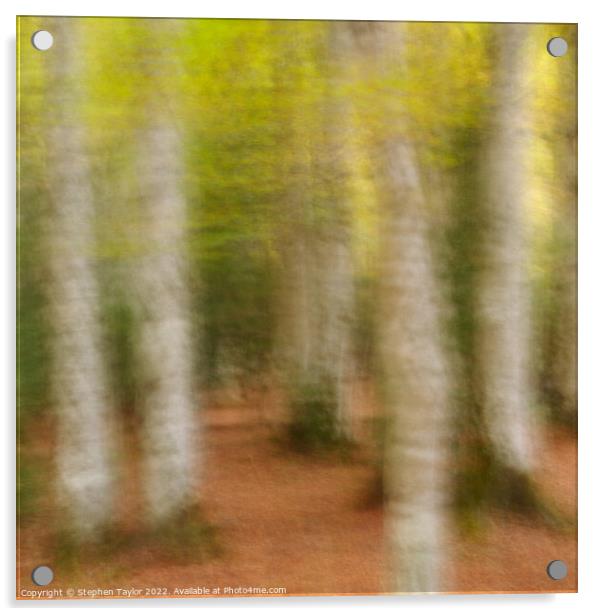 Valle de Ordesa Forest ICM Acrylic by Stephen Taylor