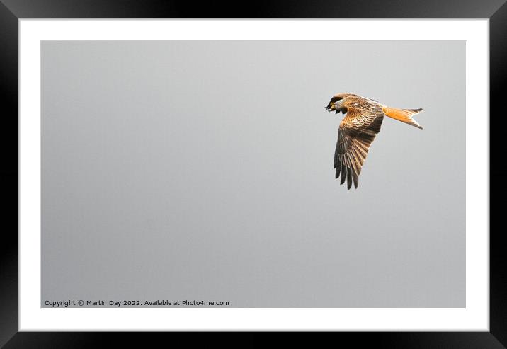 Graceful Red Kite Soaring Framed Mounted Print by Martin Day