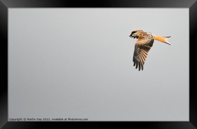 Graceful Red Kite Soaring Framed Print by Martin Day