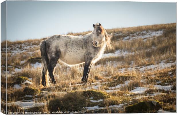 Wild Horse in the Brecon Beacons National Park Canvas Print by Heidi Stewart