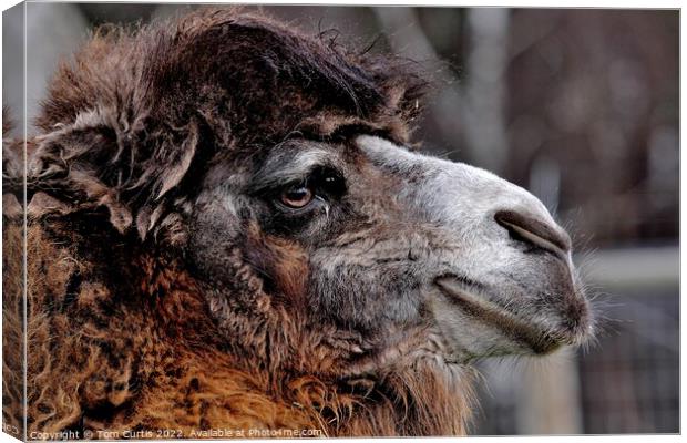 Bactrian Camel Canvas Print by Tom Curtis