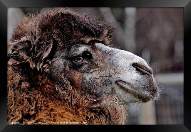 Bactrian Camel Framed Print by Tom Curtis
