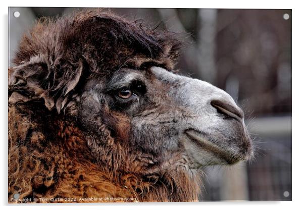 Bactrian Camel Acrylic by Tom Curtis