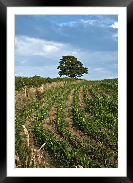 Sycamore Tree Framed Mounted Print by Steve Purnell
