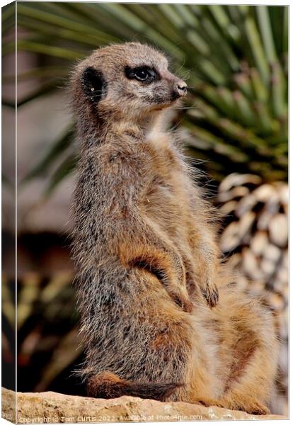 Meerkat sitting upright Canvas Print by Tom Curtis