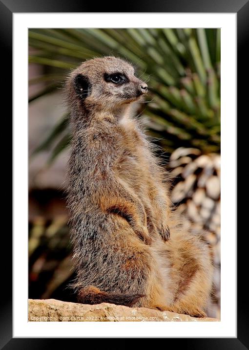 Meerkat sitting upright Framed Mounted Print by Tom Curtis