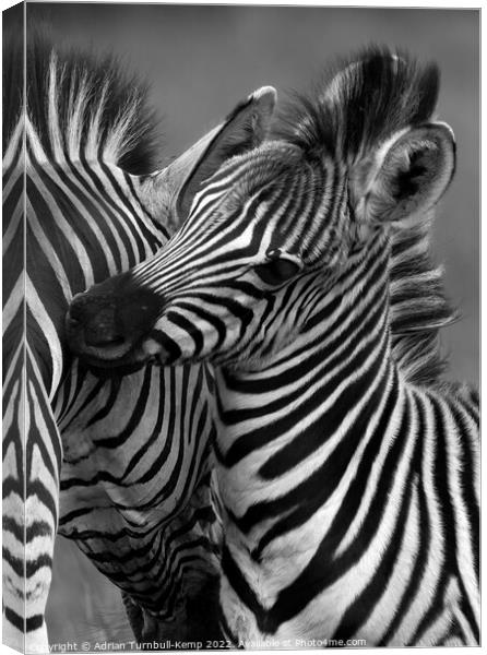 Zebra mare and foal nuzzling  Canvas Print by Adrian Turnbull-Kemp