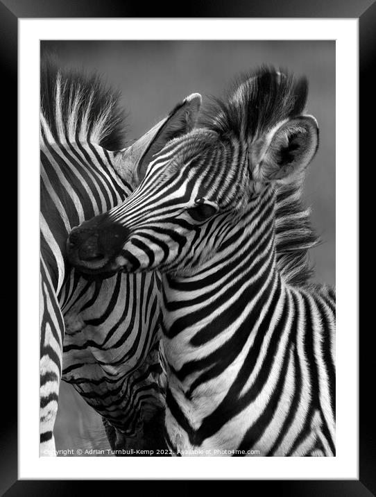 Zebra mare and foal nuzzling  Framed Mounted Print by Adrian Turnbull-Kemp