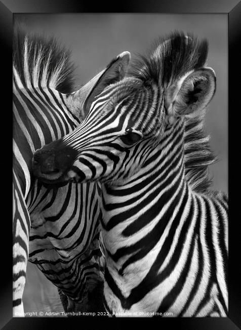 Zebra mare and foal nuzzling  Framed Print by Adrian Turnbull-Kemp