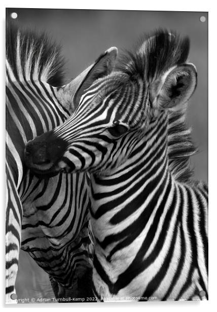 Zebra mare and foal nuzzling  Acrylic by Adrian Turnbull-Kemp