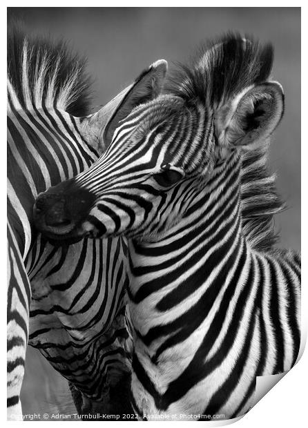 Zebra mare and foal nuzzling  Print by Adrian Turnbull-Kemp