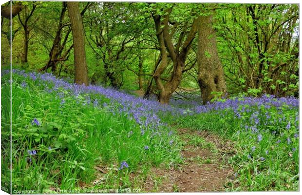 Bluebells at Storrs Mill Wood Cudworth Canvas Print by Tom Curtis