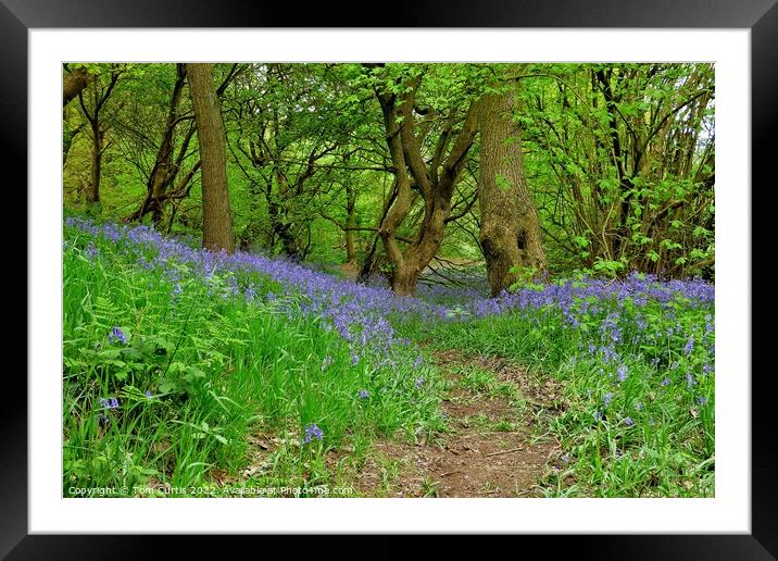 Bluebells at Storrs Mill Wood Cudworth Framed Mounted Print by Tom Curtis