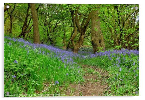 Bluebells at Storrs Mill Wood Cudworth Acrylic by Tom Curtis