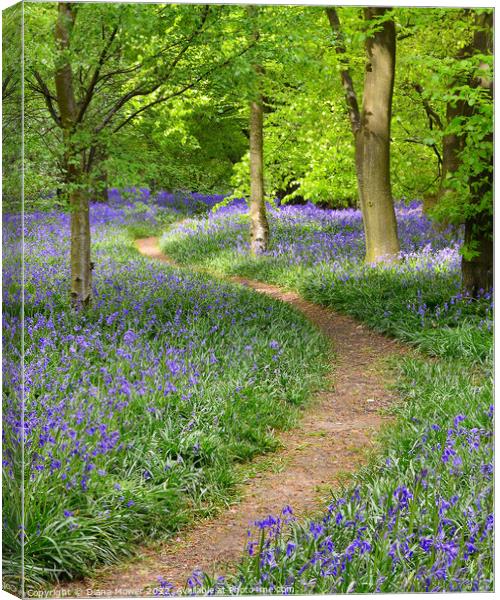 Springtime Bluebell Wood Canvas Print by Diana Mower