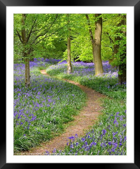 Springtime Bluebell Wood Framed Mounted Print by Diana Mower