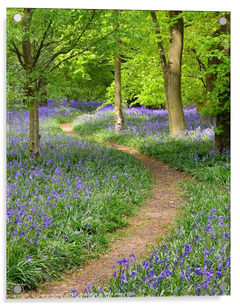 Springtime Bluebell Wood Acrylic by Diana Mower