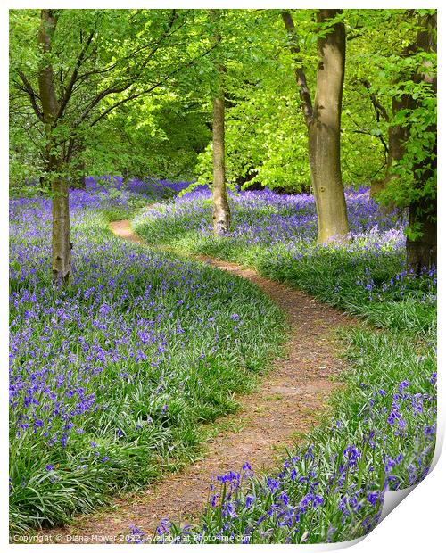Springtime Bluebell Wood Print by Diana Mower