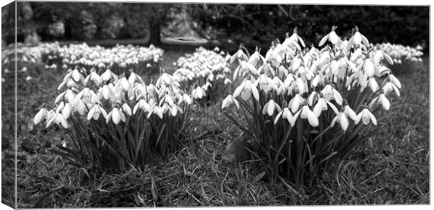 Spring Snowdrops (Galanthus nivalis) - Monochrome Canvas Print by Martyn Arnold