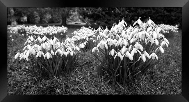 Spring Snowdrops (Galanthus nivalis) - Monochrome Framed Print by Martyn Arnold
