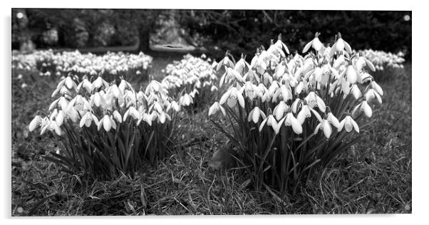 Spring Snowdrops (Galanthus nivalis) - Monochrome Acrylic by Martyn Arnold