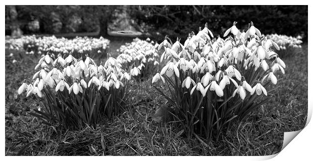 Spring Snowdrops (Galanthus nivalis) - Monochrome Print by Martyn Arnold
