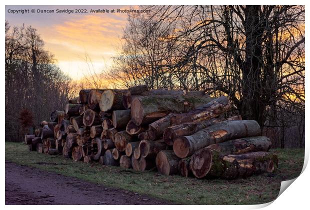 Pile of logs at Heaven's Gate Longleat  Print by Duncan Savidge
