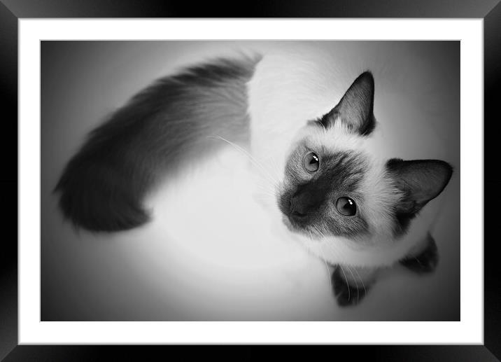 Ragdoll in mono  Framed Mounted Print by JC studios LRPS ARPS