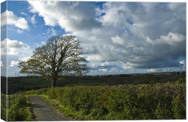 Sycamore Tree Canvas Print by Steve Purnell