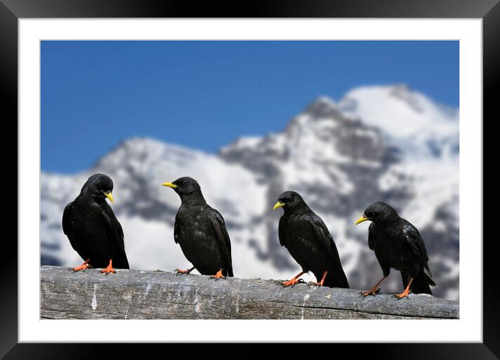 Alpine Choughs in the Mountains of the Alps Framed Mounted Print by Arterra 