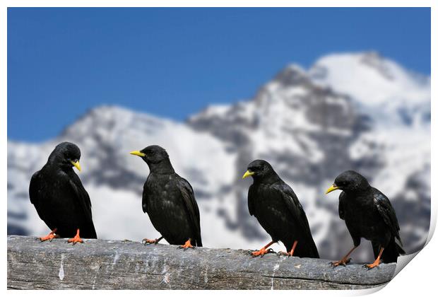 Alpine Choughs in the Mountains of the Alps Print by Arterra 
