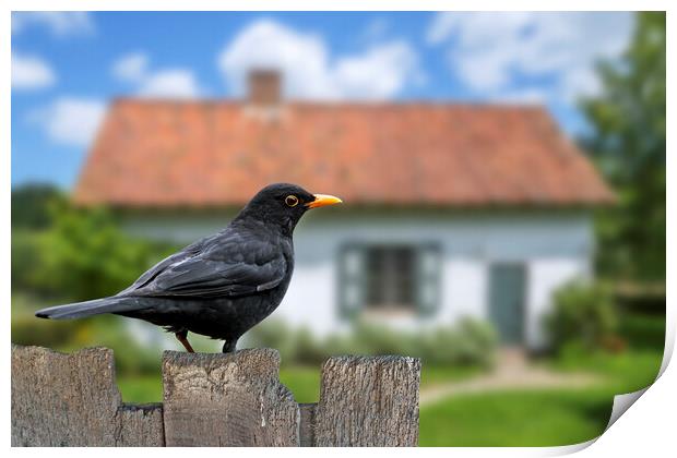 Blackbird on Old Garden Fence Print by Arterra 