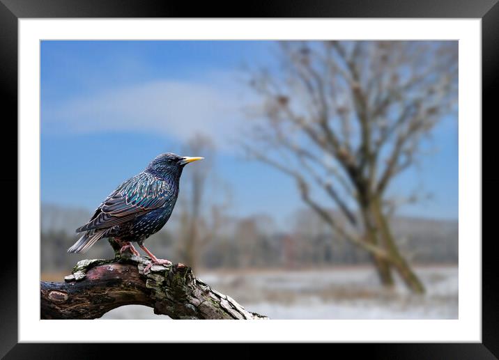 European Starling in Winter Framed Mounted Print by Arterra 