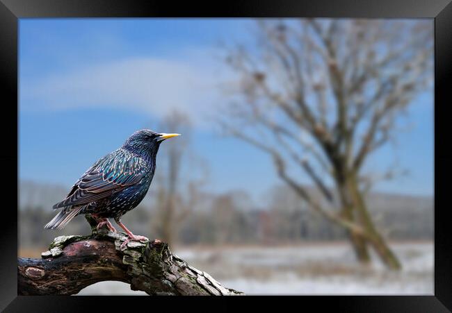European Starling in Winter Framed Print by Arterra 