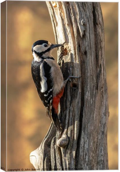 Greater Spotted Woodpecker Canvas Print by John Barratt