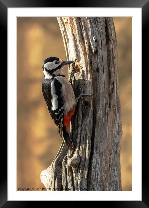 Greater Spotted Woodpecker Framed Mounted Print by John Barratt