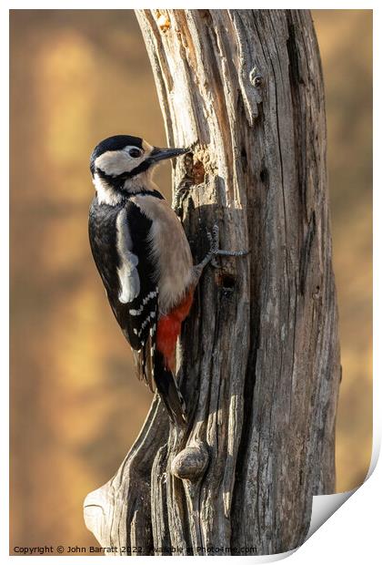Greater Spotted Woodpecker Print by John Barratt