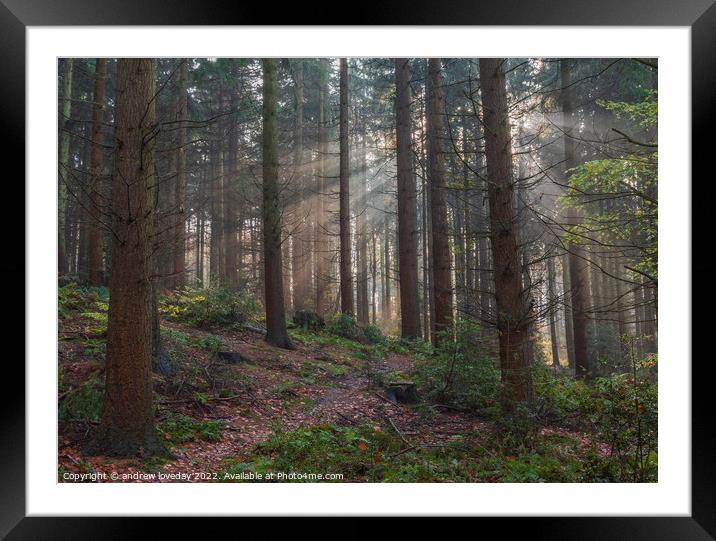 Woodland rays  Framed Mounted Print by andrew loveday