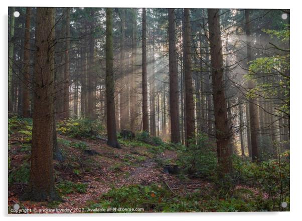 Woodland rays  Acrylic by andrew loveday