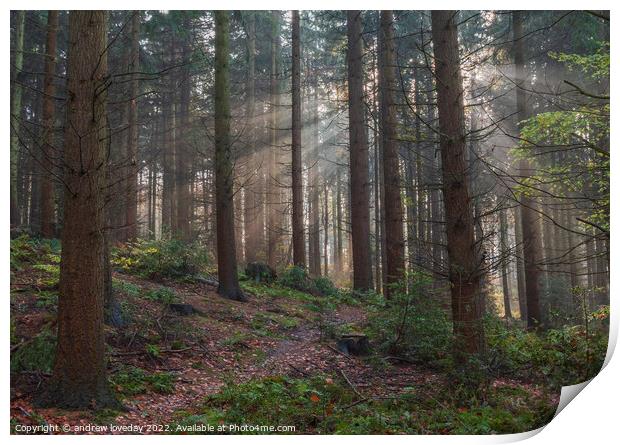 Woodland rays  Print by andrew loveday
