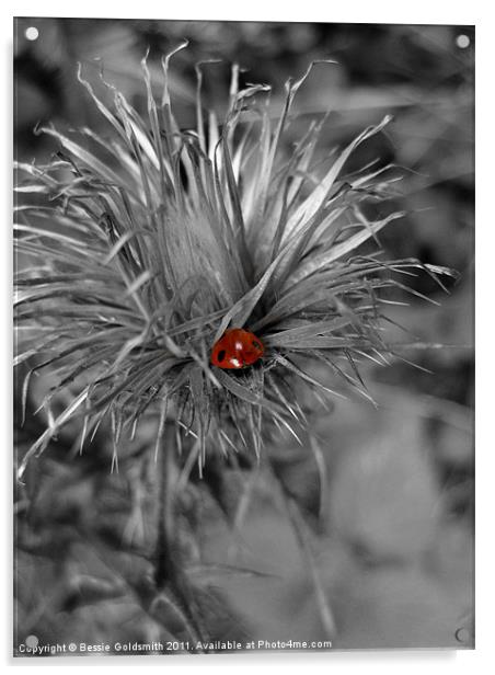 Ladybird in Thistle Acrylic by Bessie Goldsmith