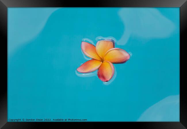 Floating frangipani (Plumeria) flower floating on water Framed Print by Gordon Dixon