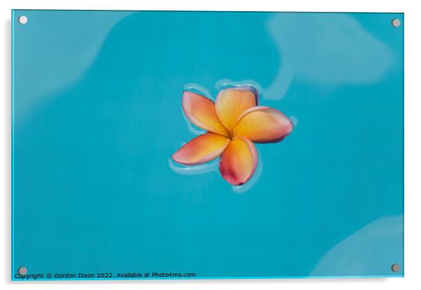 Floating frangipani (Plumeria) flower floating on water Acrylic by Gordon Dixon