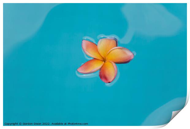 Floating frangipani (Plumeria) flower floating on water Print by Gordon Dixon