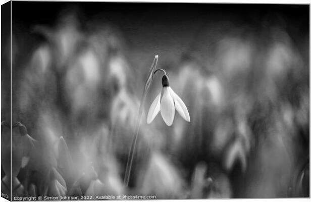 A close up of a  snowdrop in monochrome Canvas Print by Simon Johnson